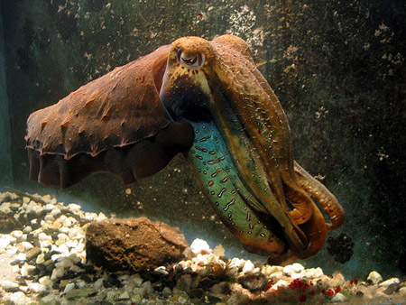 cuttlefish.jpg